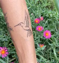 Colibri fineline